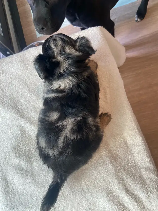 Purebred deer head chihuahuas - Photo 2