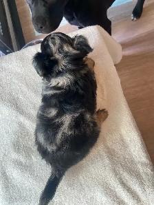Purebred deer head chihuahuas - Photo 2