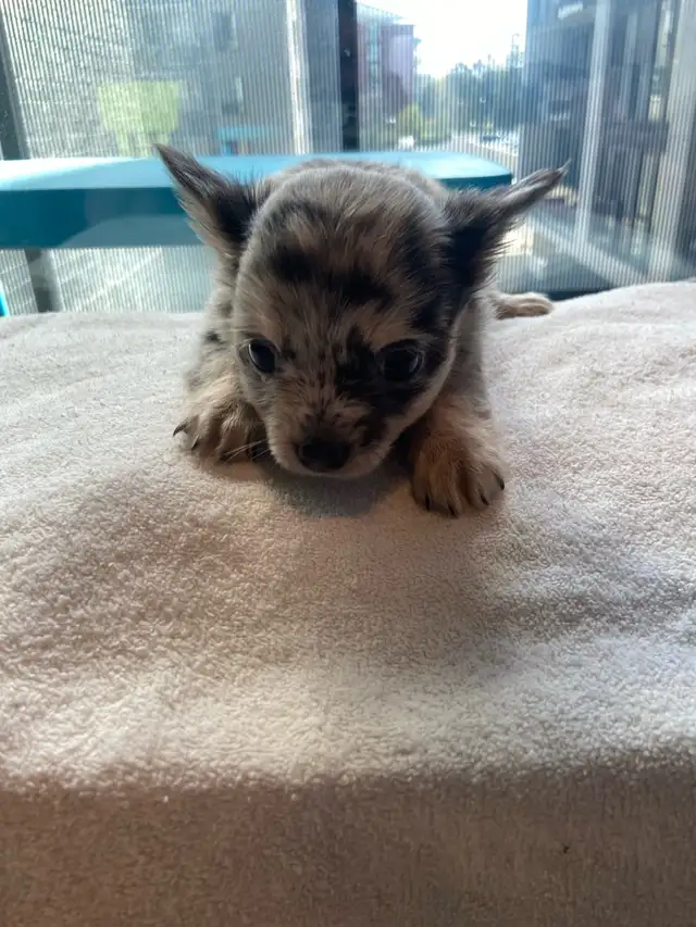 Purebred deer head chihuahuas - Photo 3