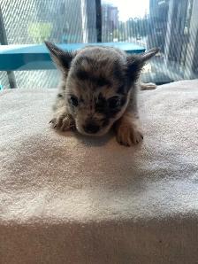Purebred deer head chihuahuas - Photo 3
