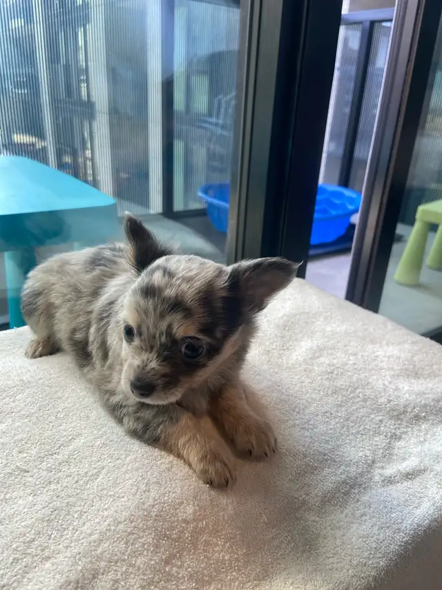 Purebred deer head chihuahuas - Photo 4