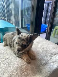Purebred deer head chihuahuas - Photo 4