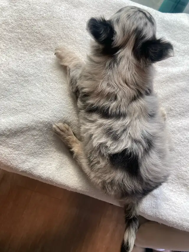 Purebred deer head chihuahuas - Photo 5