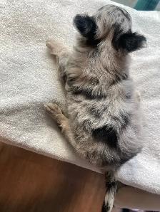 Purebred deer head chihuahuas - Photo 5