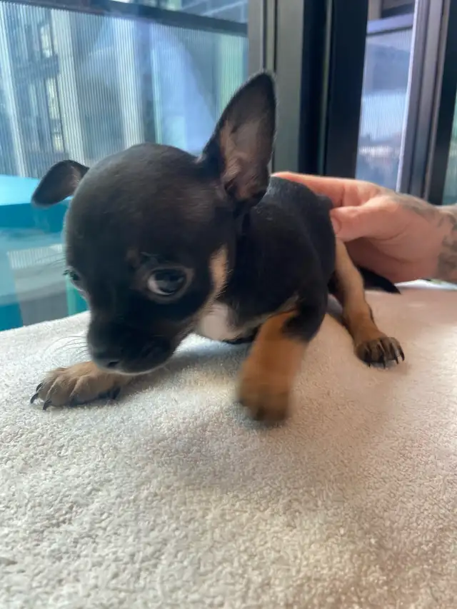 Purebred deer head chihuahuas - Photo 6