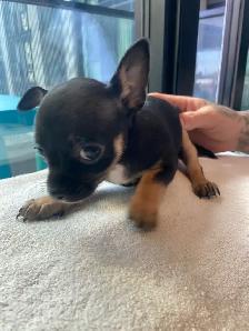 Purebred deer head chihuahuas - Photo 6
