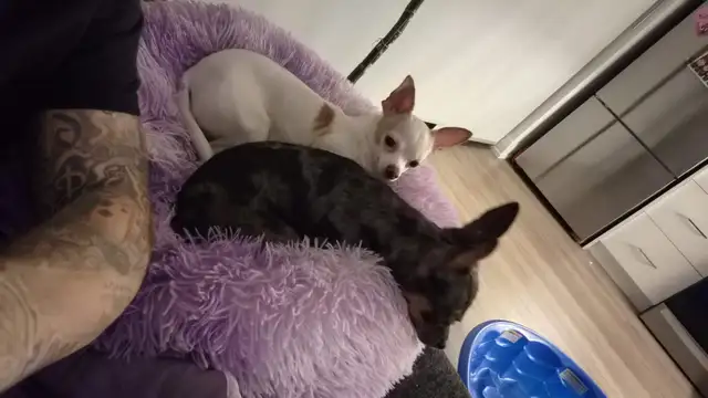 Purebred deer head chihuahuas - Photo 7