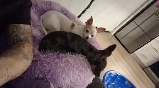 Purebred deer head chihuahuas - Photo 7
