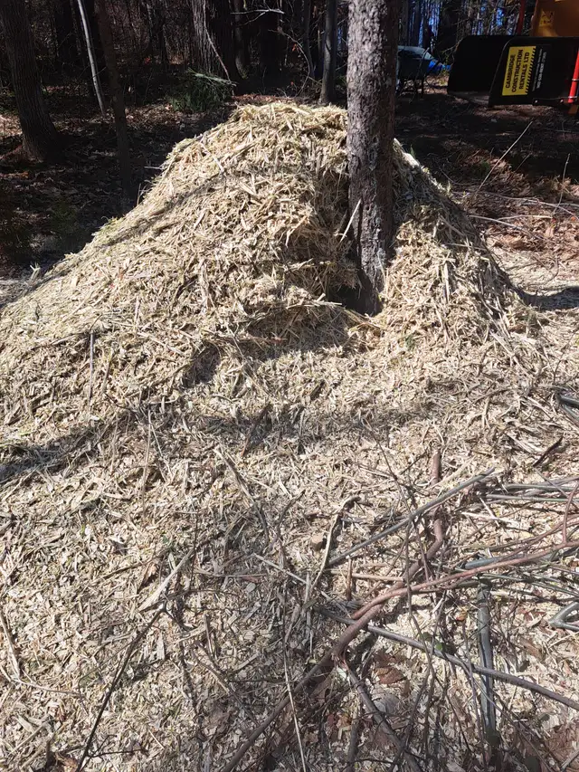 FREE WOOD CHIPS