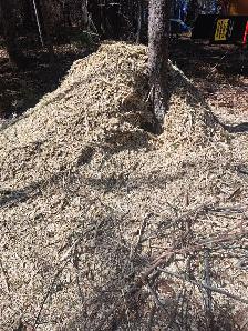 FREE WOOD CHIPS