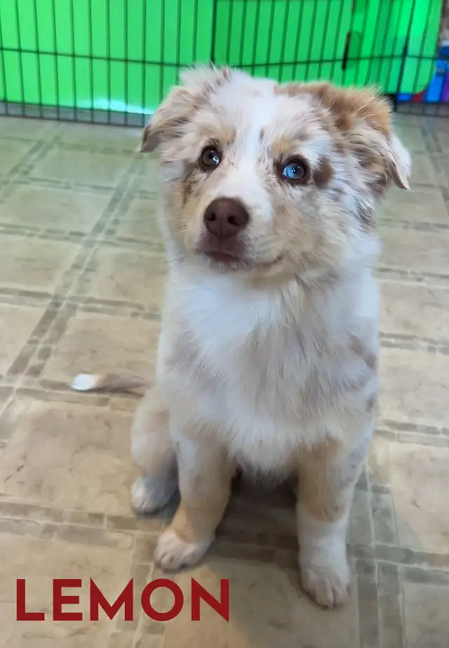 GORGEOUS AUSTRALIAN SHEPHERD/RED BORDER COLLIE PUPS