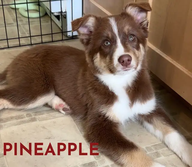 GORGEOUS AUSTRALIAN SHEPHERD/RED BORDER COLLIE PUPS - Photo 2