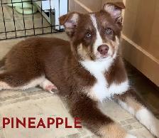 GORGEOUS AUSTRALIAN SHEPHERD/RED BORDER COLLIE PUPS - Photo 2