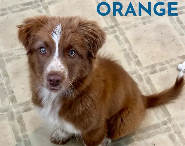 GORGEOUS AUSTRALIAN SHEPHERD/RED BORDER COLLIE PUPS - Photo 3