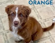 GORGEOUS AUSTRALIAN SHEPHERD/RED BORDER COLLIE PUPS - Photo 3