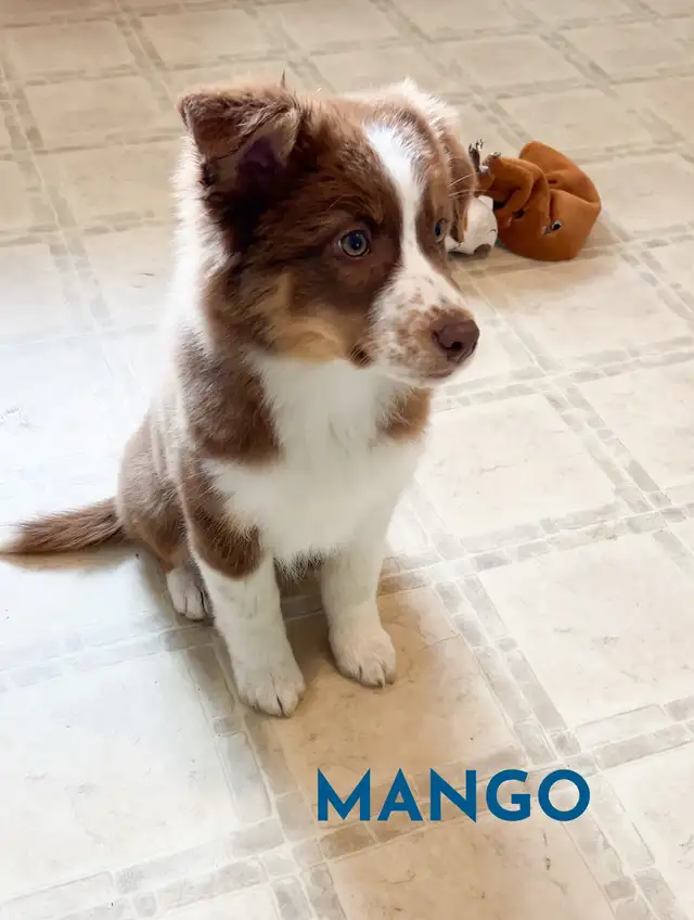 GORGEOUS AUSTRALIAN SHEPHERD/RED BORDER COLLIE PUPS - Photo 4