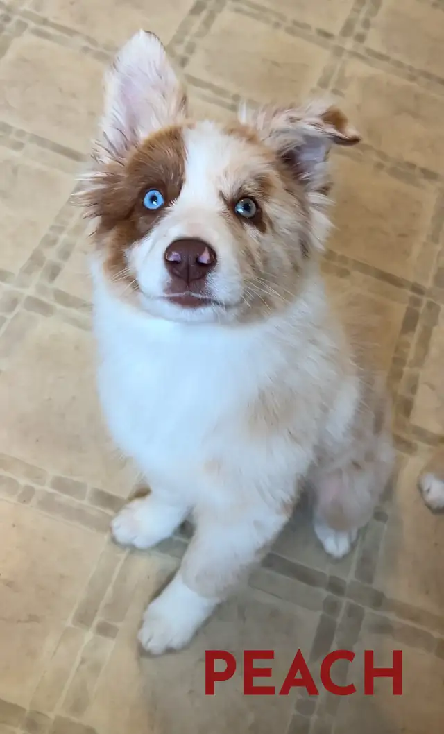 GORGEOUS AUSTRALIAN SHEPHERD/RED BORDER COLLIE PUPS - Photo 5