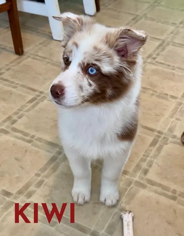 GORGEOUS AUSTRALIAN SHEPHERD/RED BORDER COLLIE PUPS - Photo 6