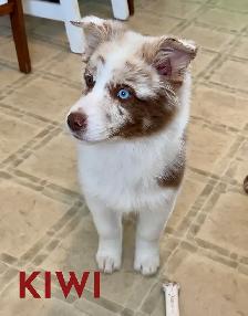 GORGEOUS AUSTRALIAN SHEPHERD/RED BORDER COLLIE PUPS - Photo 6