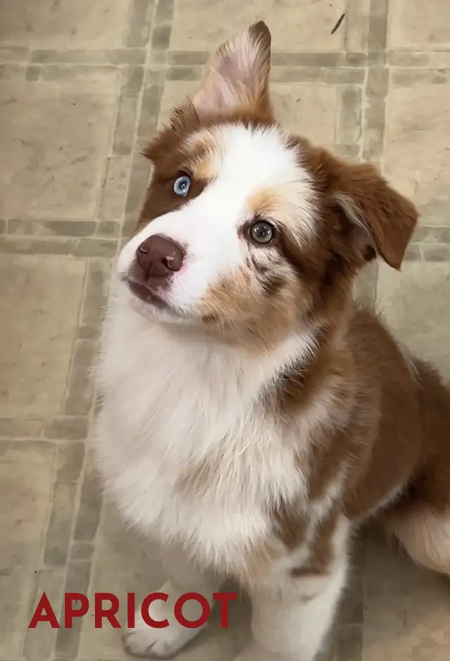 GORGEOUS AUSTRALIAN SHEPHERD/RED BORDER COLLIE PUPS - Photo 7