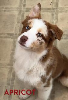 GORGEOUS AUSTRALIAN SHEPHERD/RED BORDER COLLIE PUPS - Photo 7
