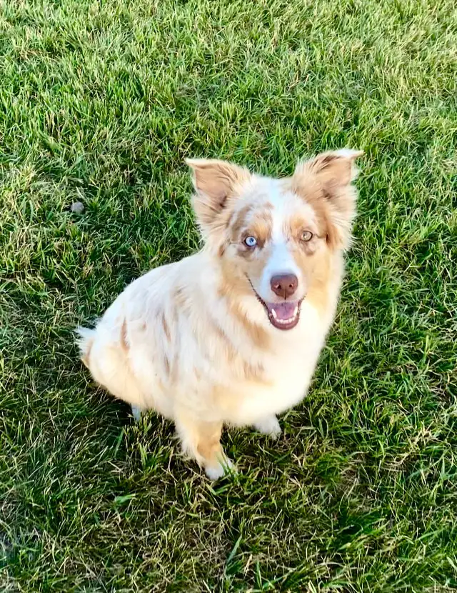 GORGEOUS AUSTRALIAN SHEPHERD/RED BORDER COLLIE PUPS - Photo 8