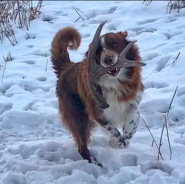 GORGEOUS AUSTRALIAN SHEPHERD/RED BORDER COLLIE PUPS - Photo 9