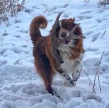 GORGEOUS AUSTRALIAN SHEPHERD/RED BORDER COLLIE PUPS - Photo 9