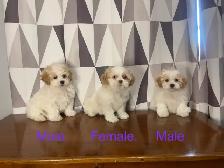 Shih-Tzu x Bichon Frise Puppies! Ready Now! Shichon ❤️