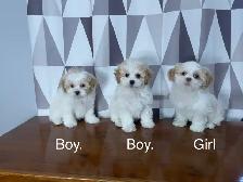Shih-Tzu x Bichon Frise Puppies! Ready Now! Shichon ❤️ - Photo 2