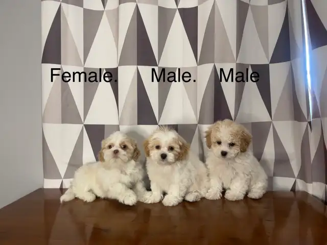 Shih-Tzu x Bichon Frise Puppies! Ready Now! Shichon ❤️ - Photo 3