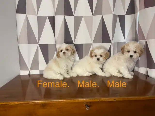Shih-Tzu x Bichon Frise Puppies! Ready Now! Shichon ❤️ - Photo 4