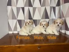 Shih-Tzu x Bichon Frise Puppies! Ready Now! Shichon ❤️ - Photo 4