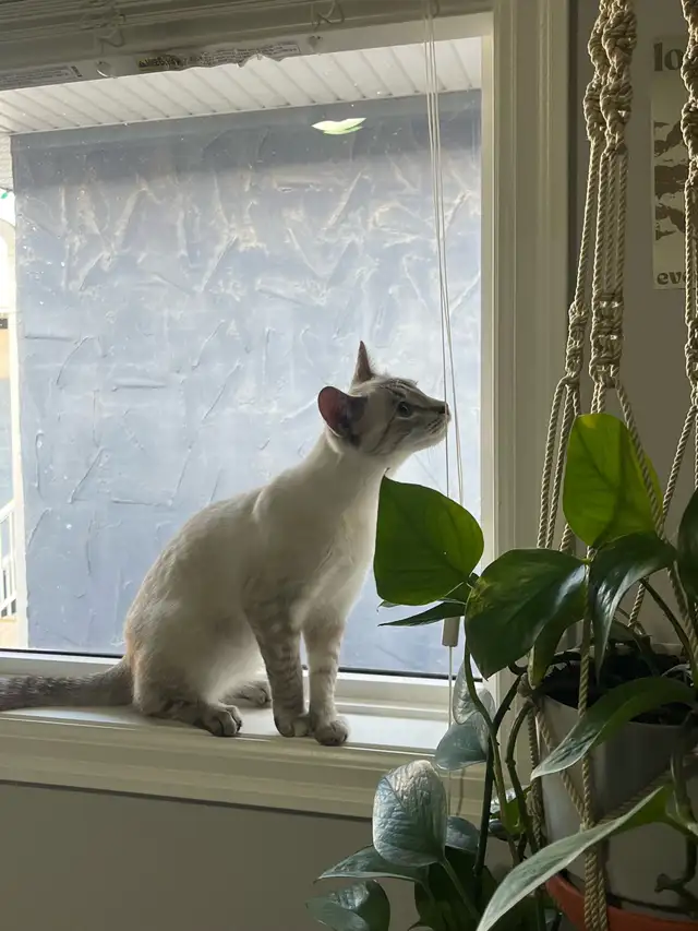 Israel - a sweet, playful 6month old kitten - Photo 4