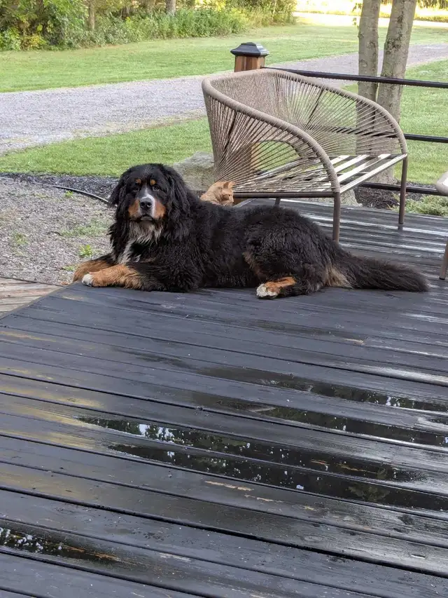 Bernese Mountain dog stud