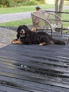 Bernese Mountain dog stud