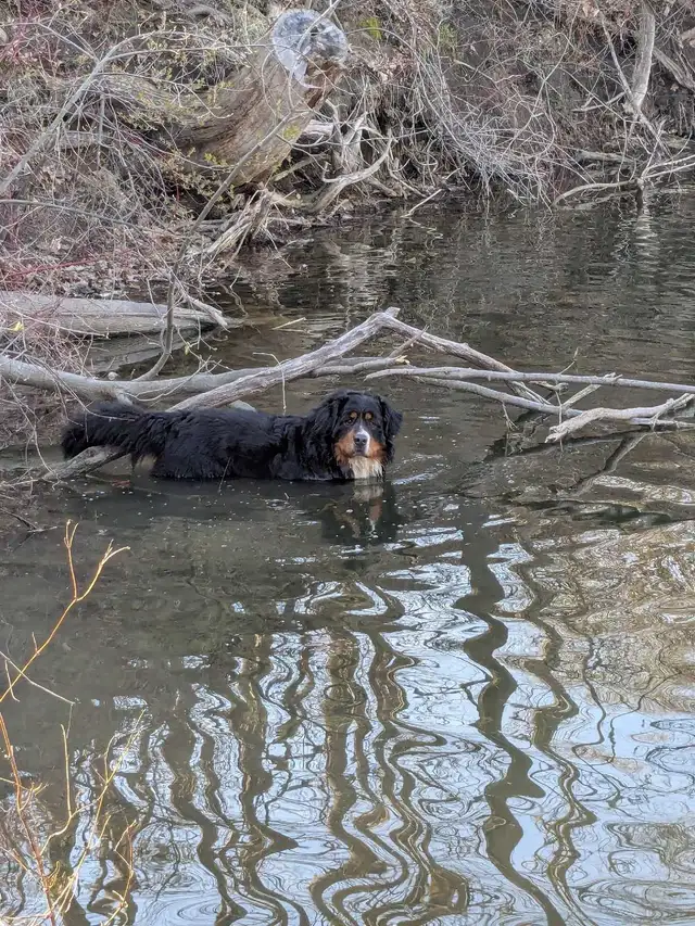 Bernese Mountain dog stud - Photo 2