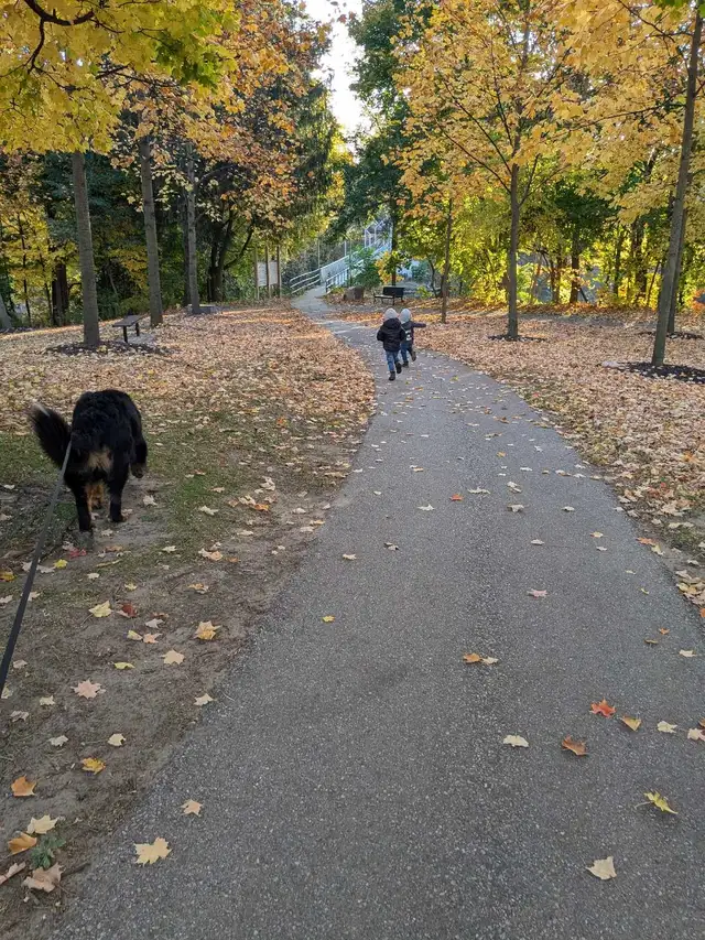 Bernese Mountain dog stud - Photo 3
