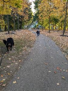 Bernese Mountain dog stud - Photo 3