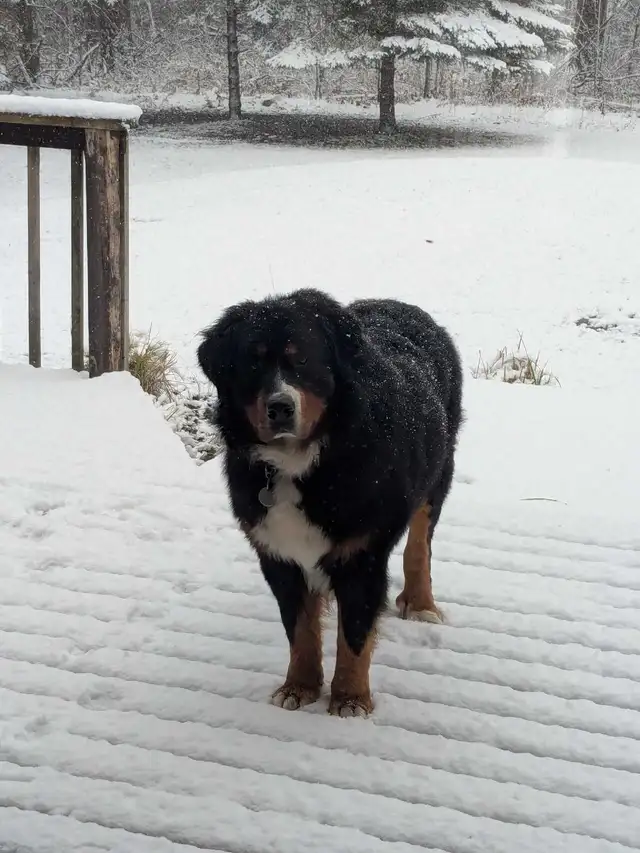 Bernese Mountain dog stud - Photo 4