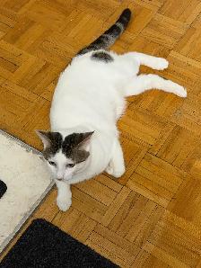 1 year old male kitten needs rehoming