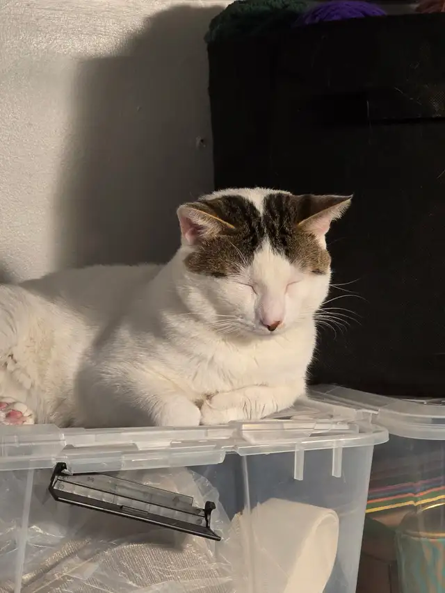 1 year old male kitten needs rehoming - Photo 2