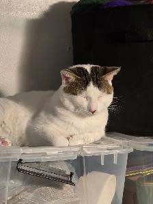 1 year old male kitten needs rehoming - Photo 2