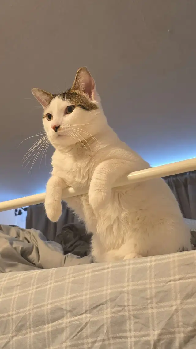 1 year old male kitten needs rehoming - Photo 3