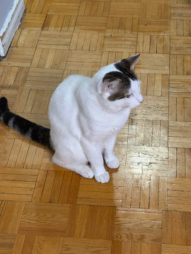 1 year old male kitten needs rehoming - Photo 4