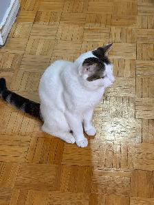 1 year old male kitten needs rehoming - Photo 4
