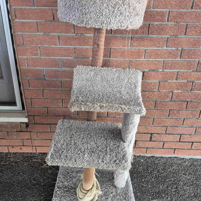 free cat condo