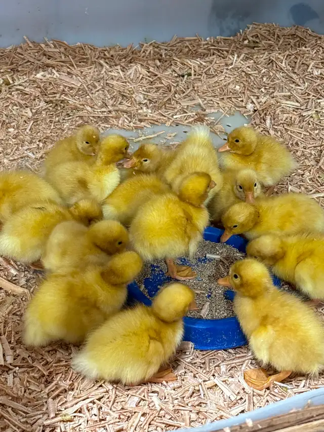 Jumbo Pekin ducklings
