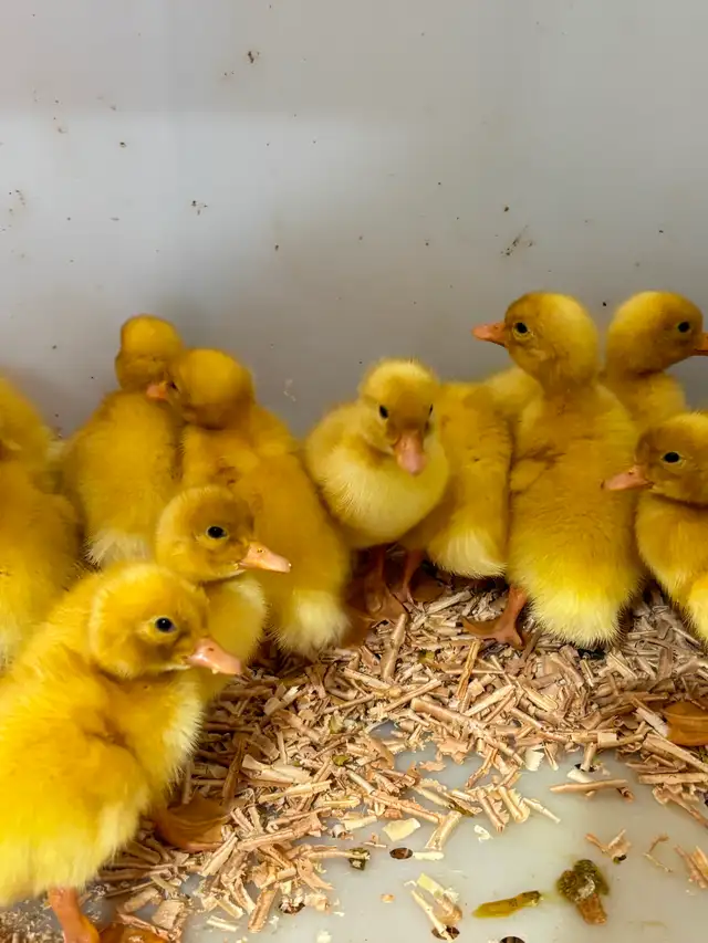 Jumbo Pekin ducklings - Photo 2