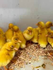 Jumbo Pekin ducklings - Photo 2